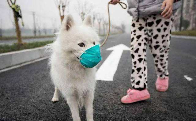 Šíří se SASR-Cov-2 na domácí zvířata?